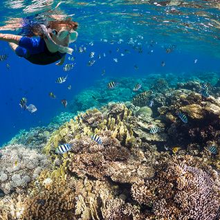 red sea in egypt reef