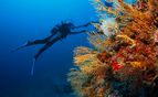 Diver in the Adriatic Sea