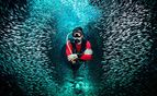 Diver with school of fish