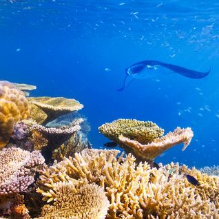 Manta ray, Taveuni