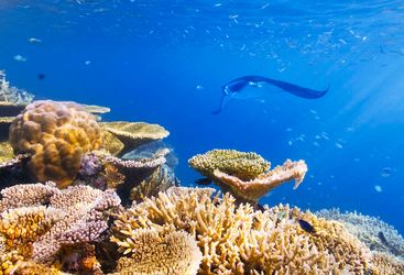 Manta ray, Taveuni