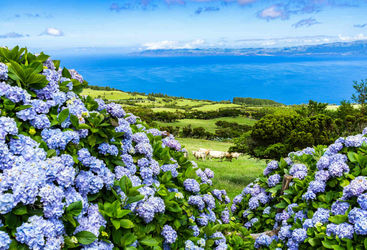 hydrangeas 