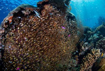 Sweepers reef