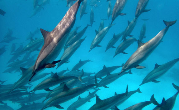dolphins in egypt