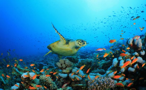 turtle and coral