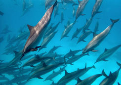dolphins in egypt