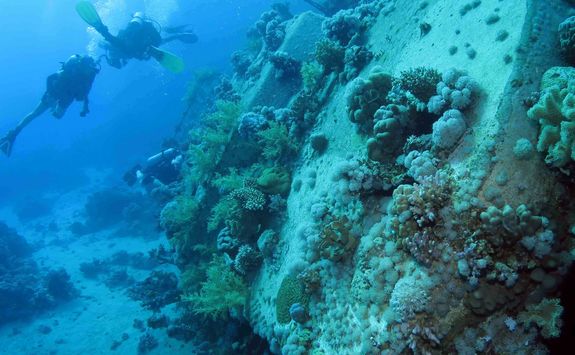 diver and coral