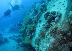 diver and coral
