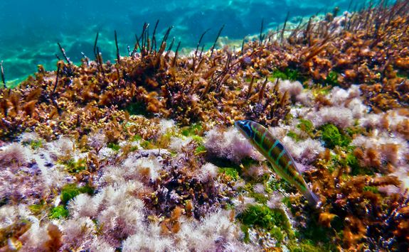 reef malta