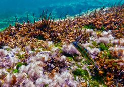 reef malta