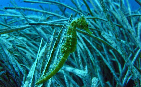 seahorse malta