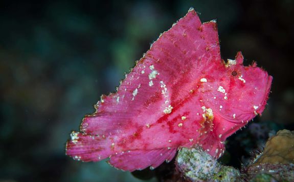 leaf fish