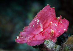 leaf fish