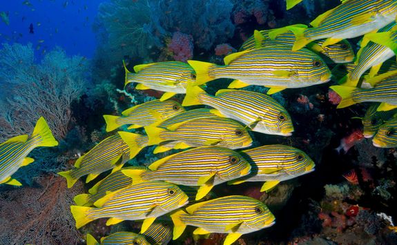 sweetlips fish