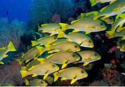 sweetlips fish