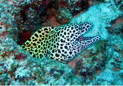 black spotted morey