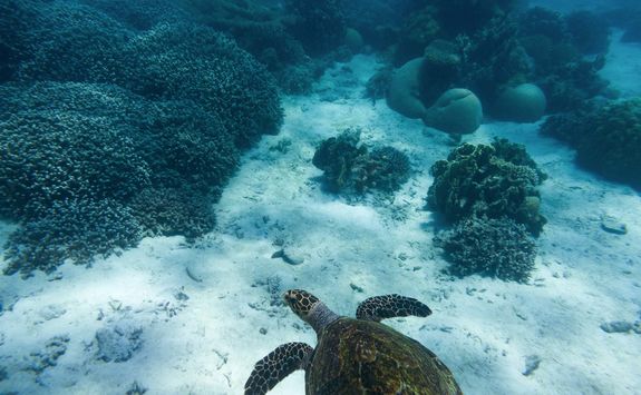 turtle tanzania