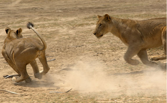 lions hunting