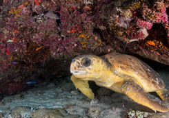 turtle