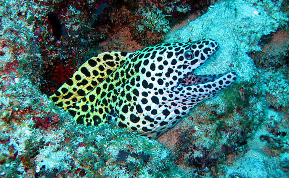 moray eel