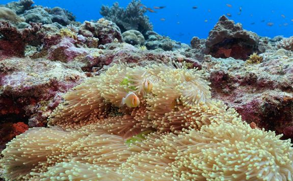 anemonefish palau