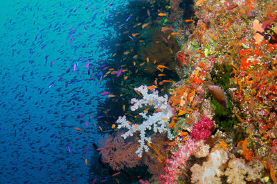coral wall fiji
