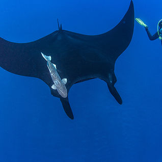 diving in socorro
