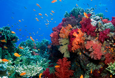 coral fiji