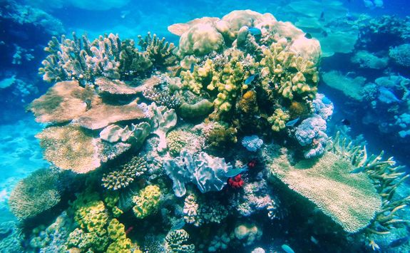 coral reef somosomo strait 