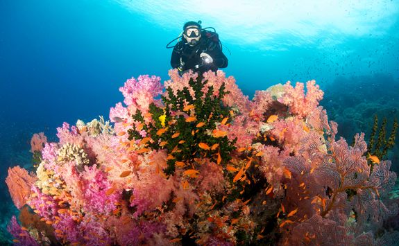 soft coral 