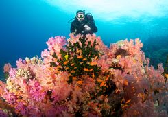 soft coral 