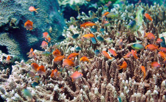 reef fish 