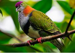 bird fiji 