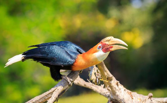papuan hornbill 