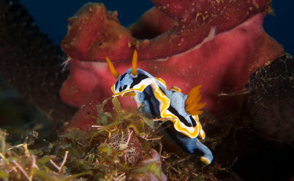 nudibranch 