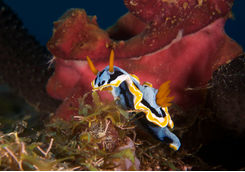 nudibranch 