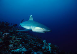 reef sharks 