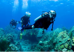 family diving 