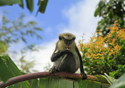 mona monkeys