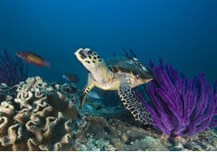 purple coral reef