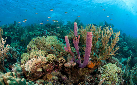 greneda coral reef