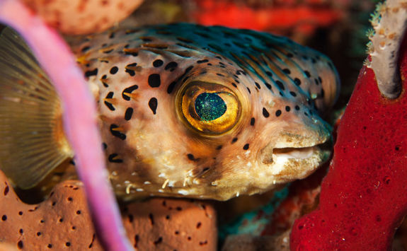 balloon fish