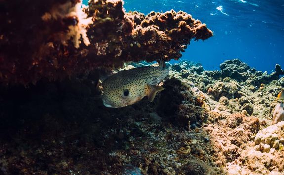 box fish