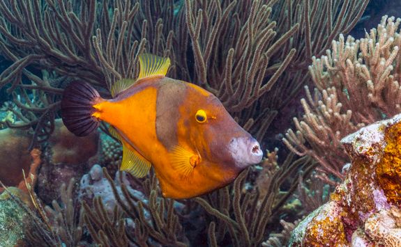 filefish