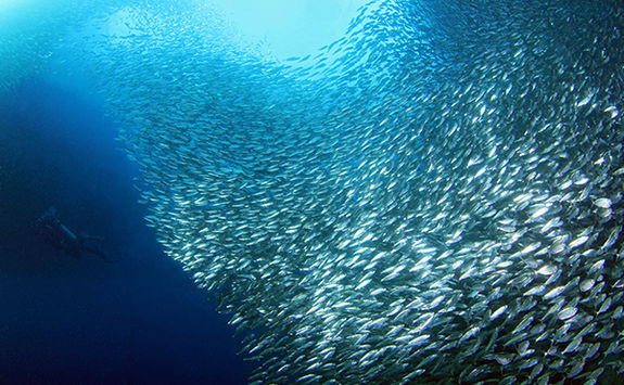moalboal diving