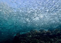 sardines