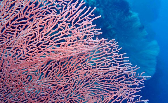 coral diving
