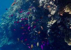 coral fish