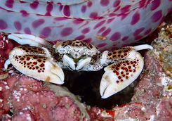 crab diving