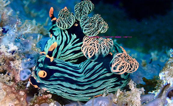 nudibranch
